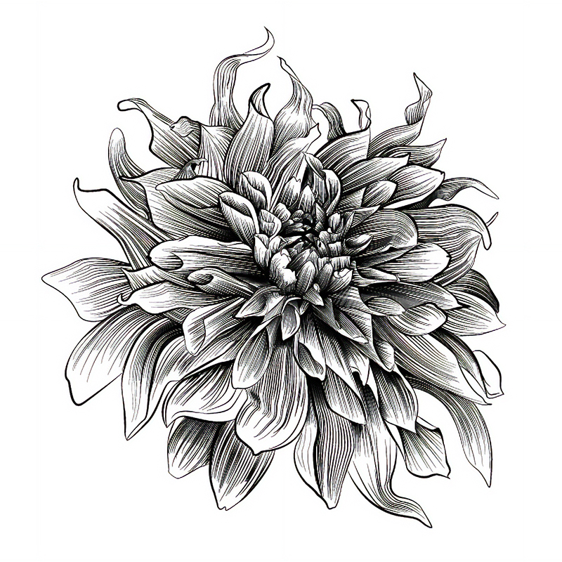 student dahlia illustration